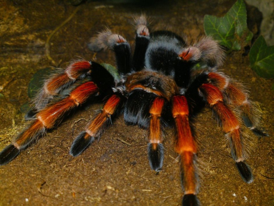 Версиколор птицеед