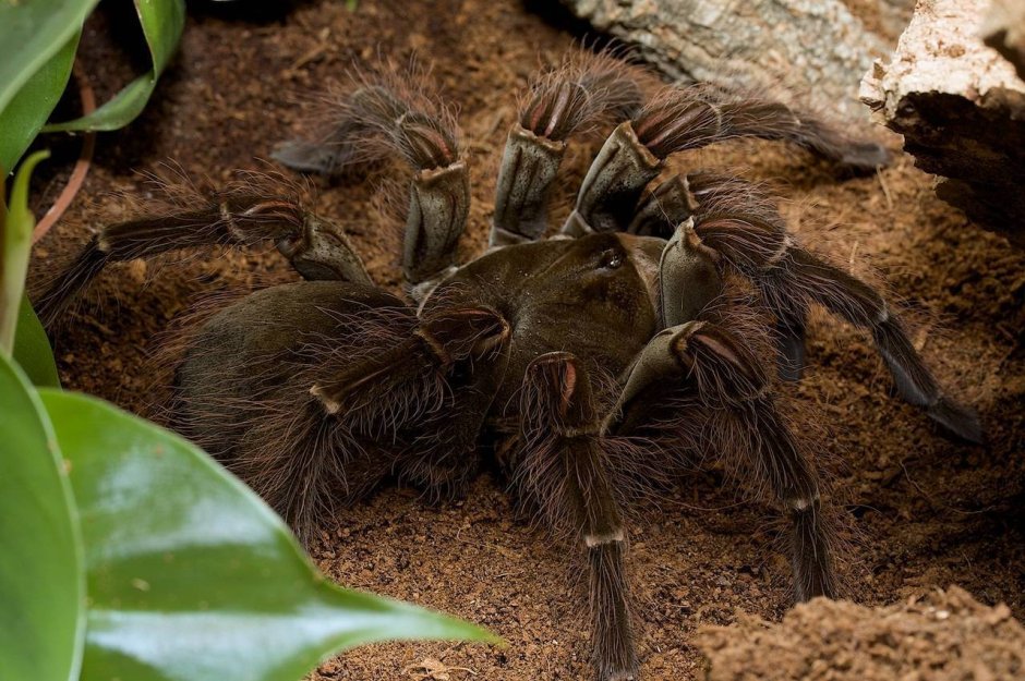 Паук птицеед Avicularia versicolor