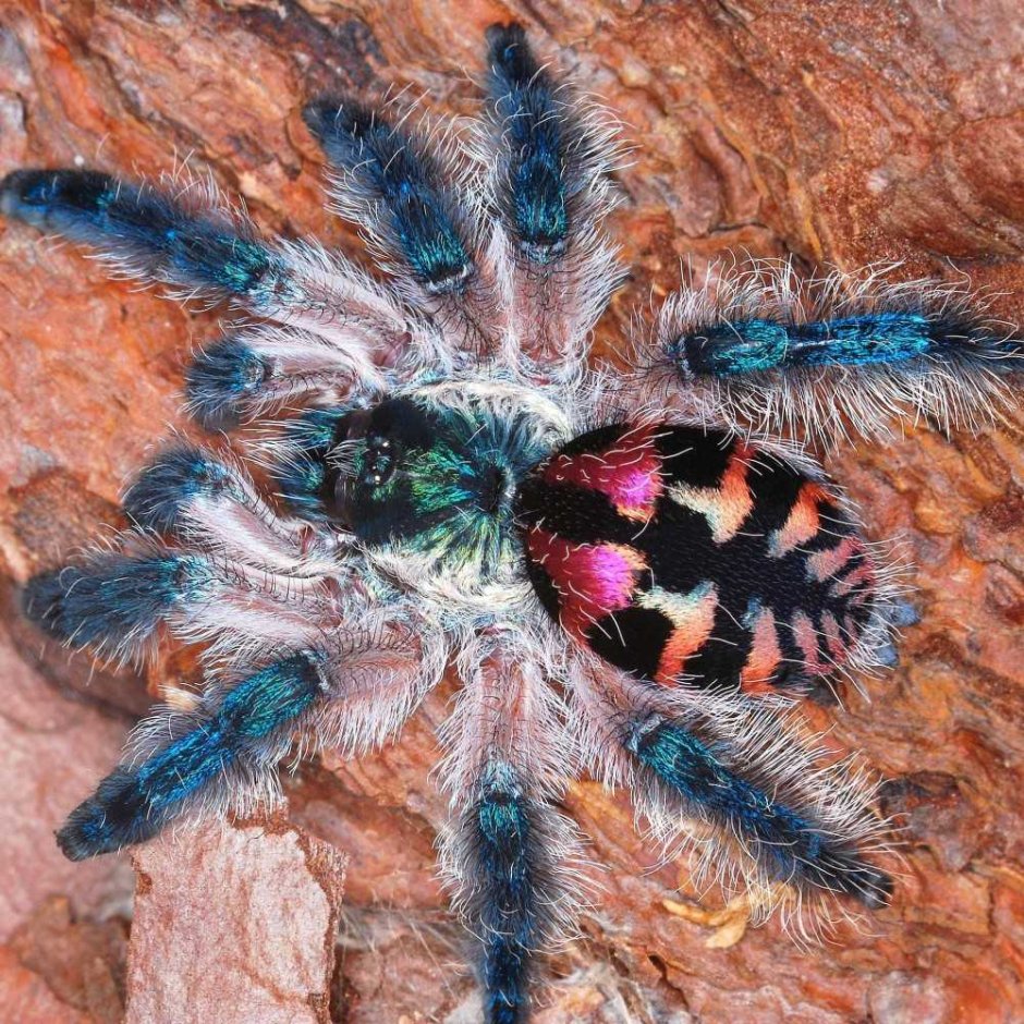 Паук птицеед Голиаф