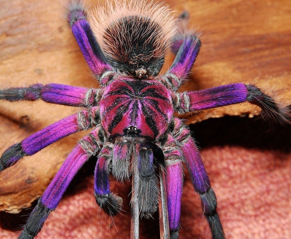 Паук Тарантул австралийский