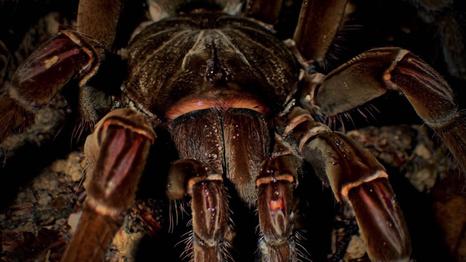 Паук птицеед Голиаф