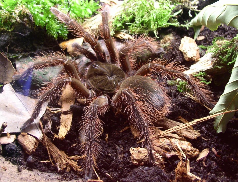 Паук Брахипельма Ауратум