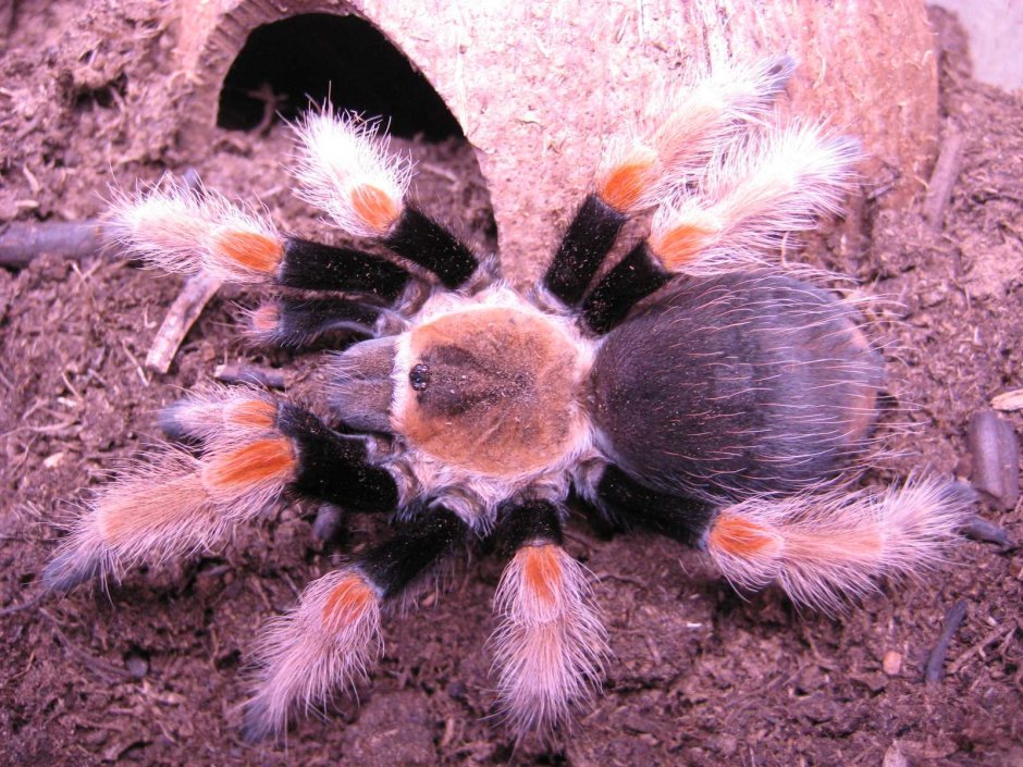 Птицеед Голиаф