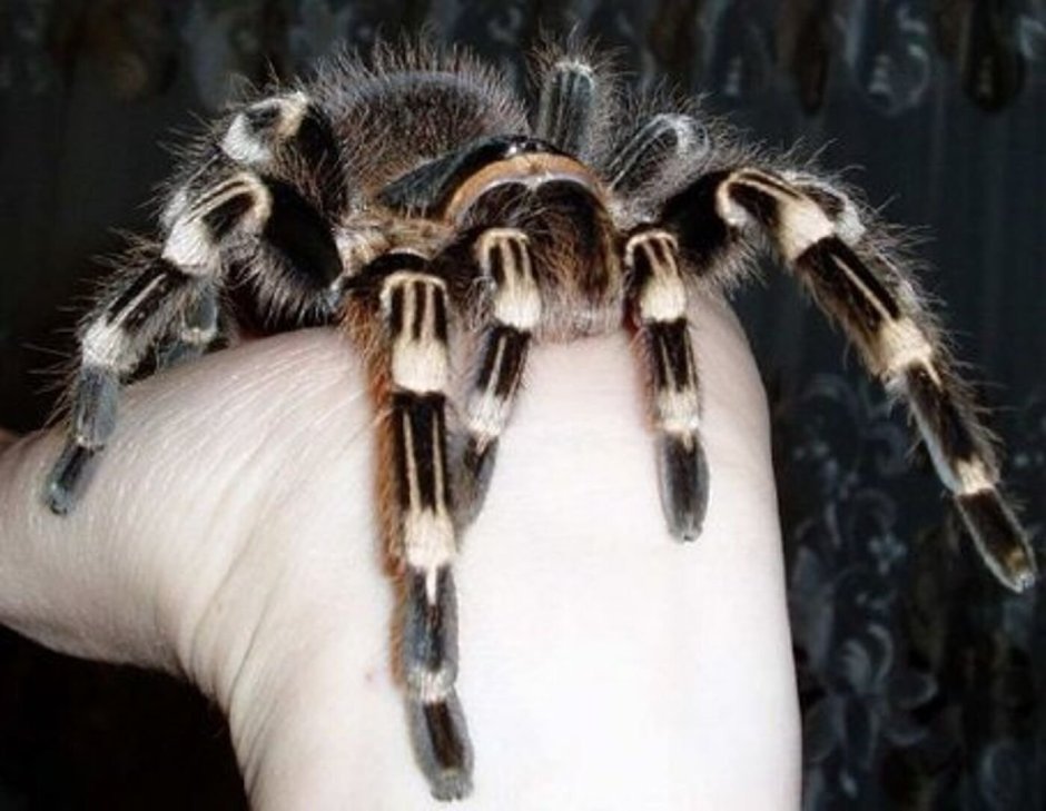 Тарантул птицеед Голиаф