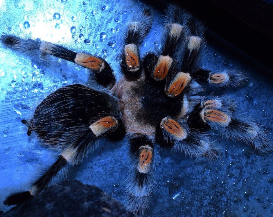 Паук птицеед Poecilotheria Metallica