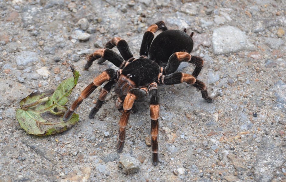 Пецилотерия металлика