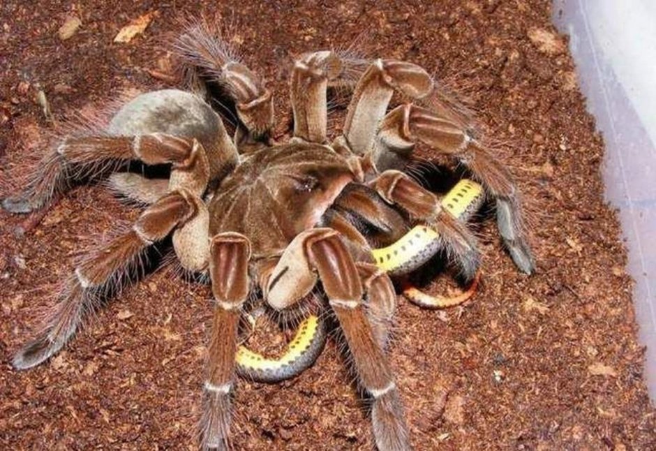 Колумбийский фиолетовый птицеед