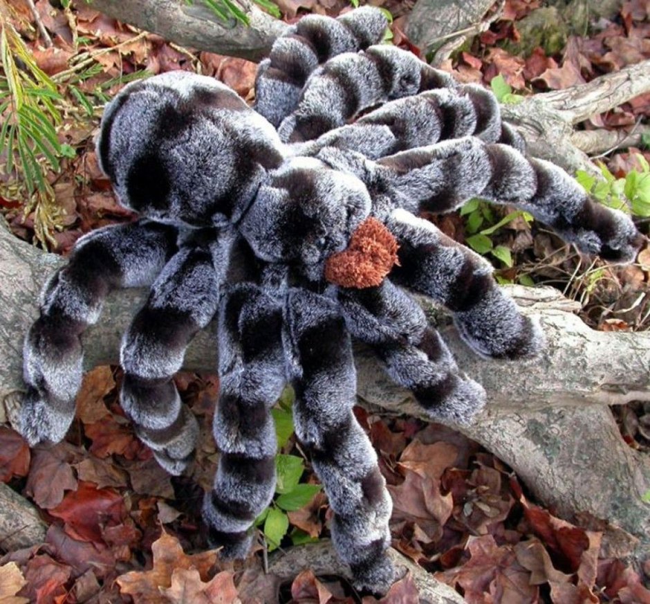 Тигровый паук птицеед