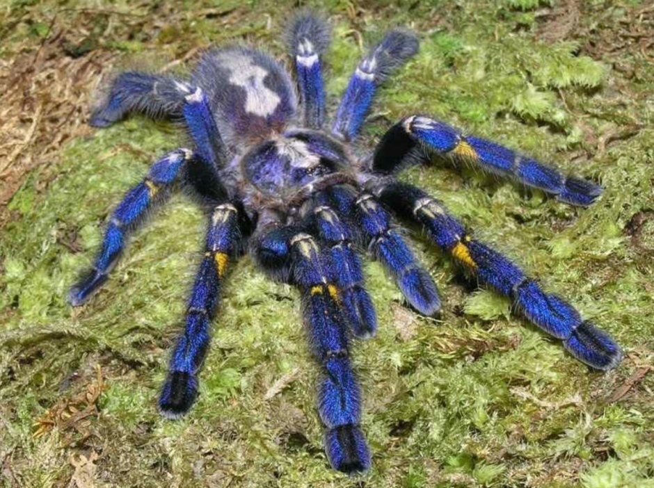 Паук-птицеед Chromatopelma cyaneopubescens