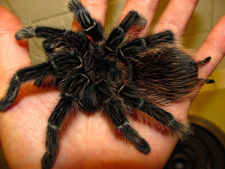 Паук птицеед Голиаф