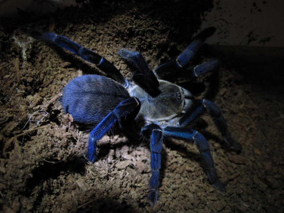 Avicularia Avicularia