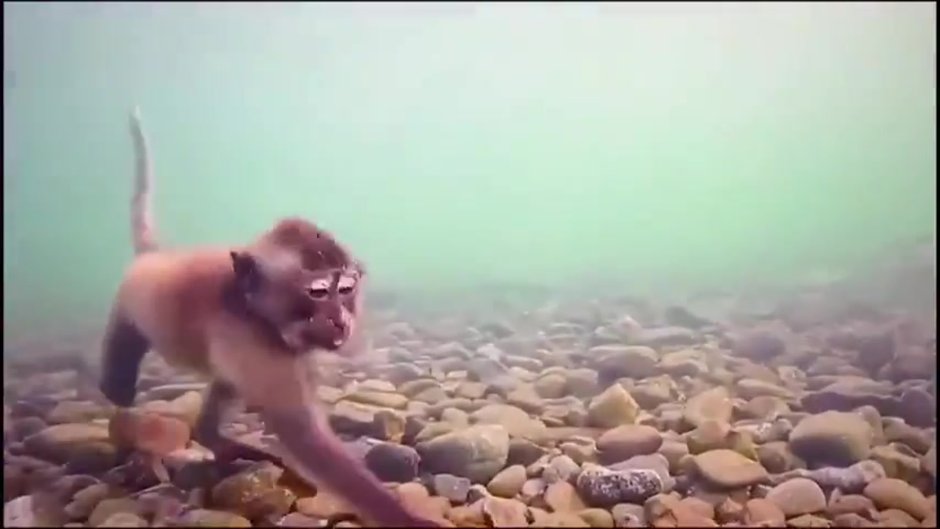 Рыба обезьяна море