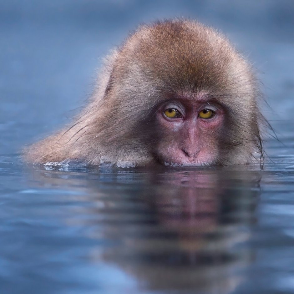 Водяная обезьяна