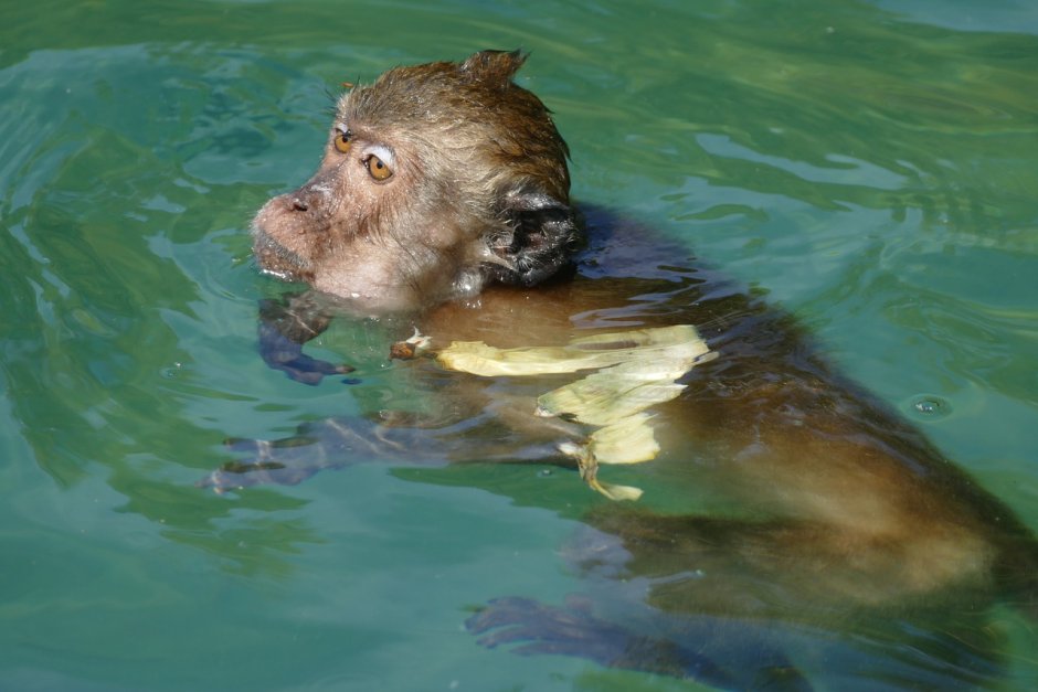 Обезьяна на море
