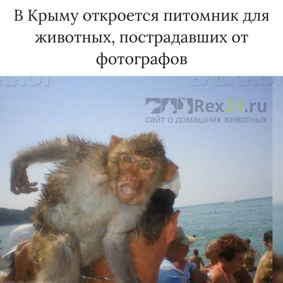 Обезьянка на море