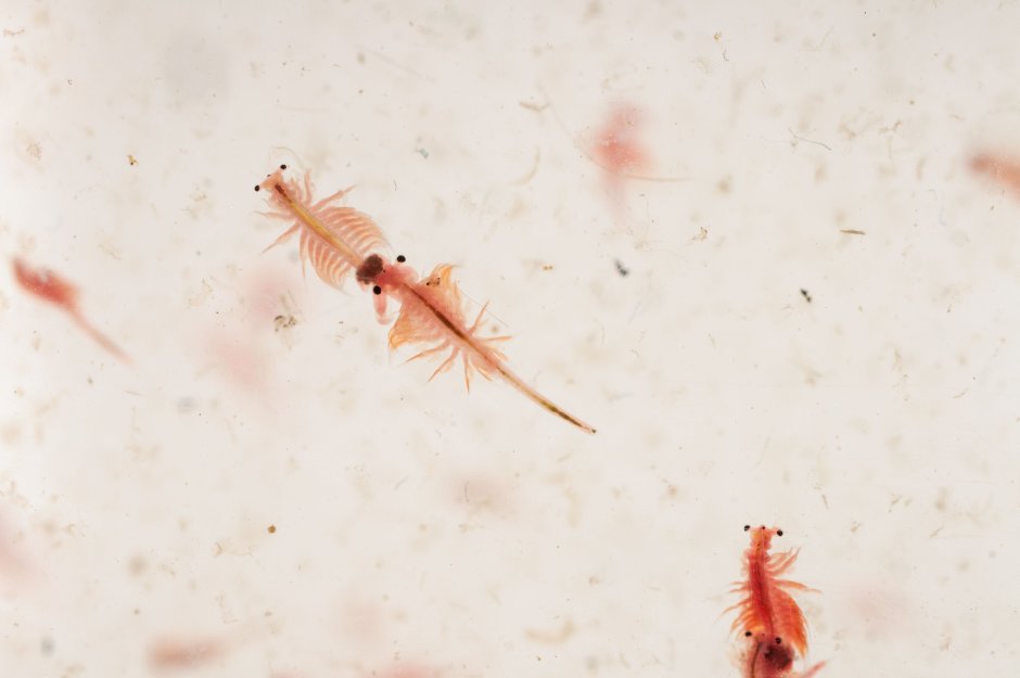 Рачки Артемия Sea Monkeys