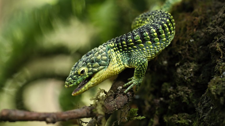 Abronia vasconcelosii