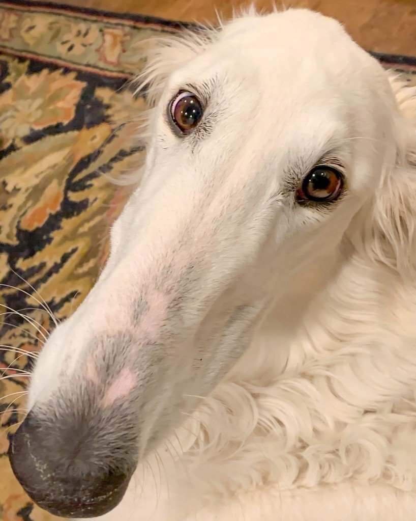 Борзая Эрис