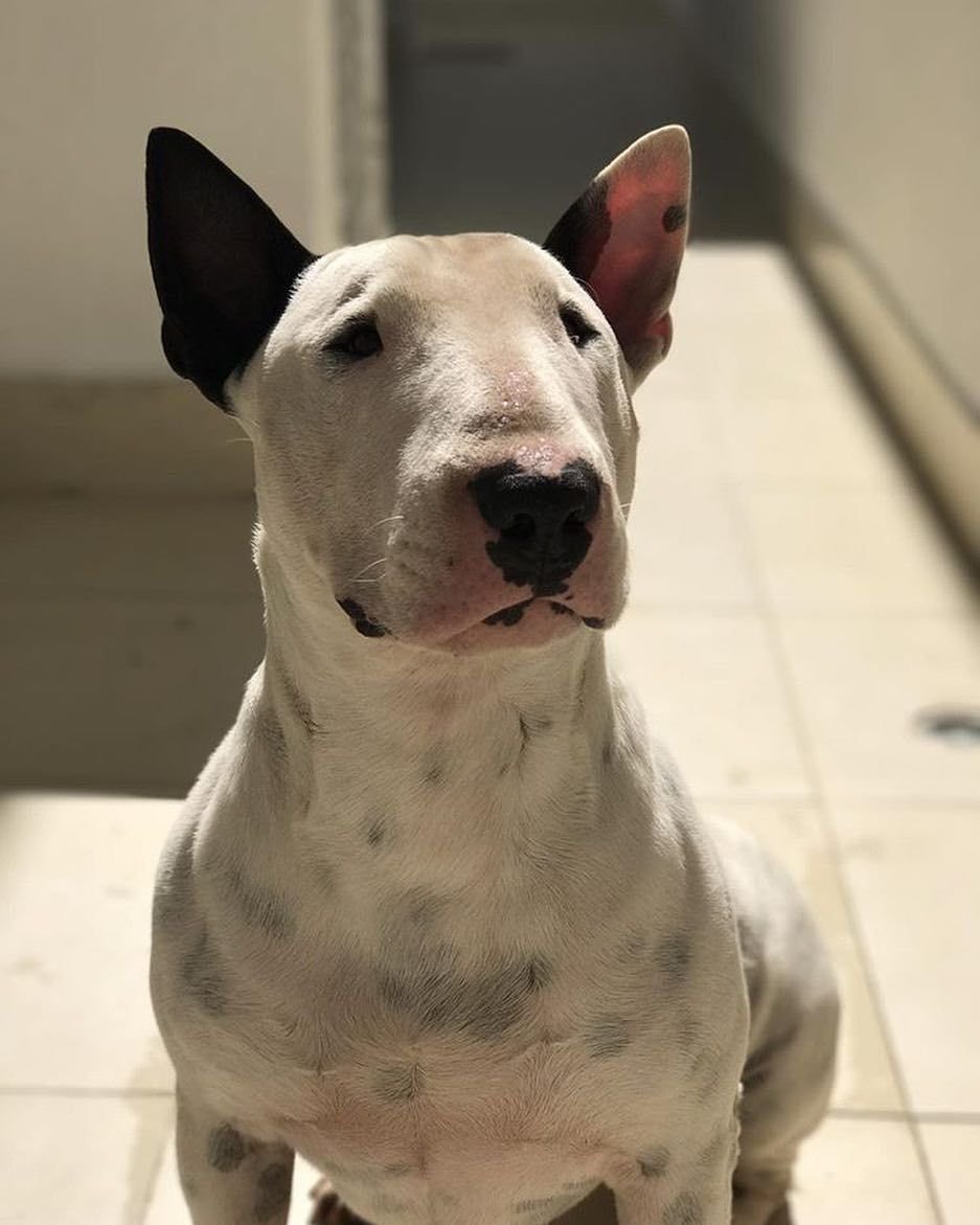 Бойцовская порода бультерьер