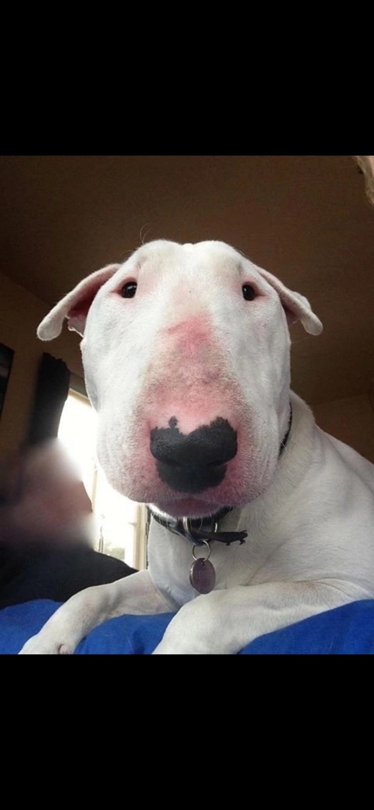 Собака с большим носом