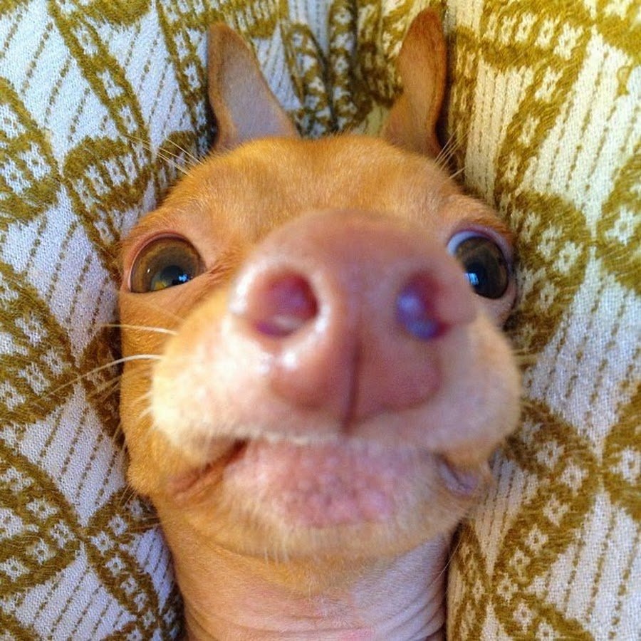 Собачка с большим носом