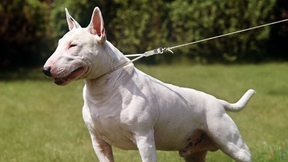 Бойцовский бультерьер