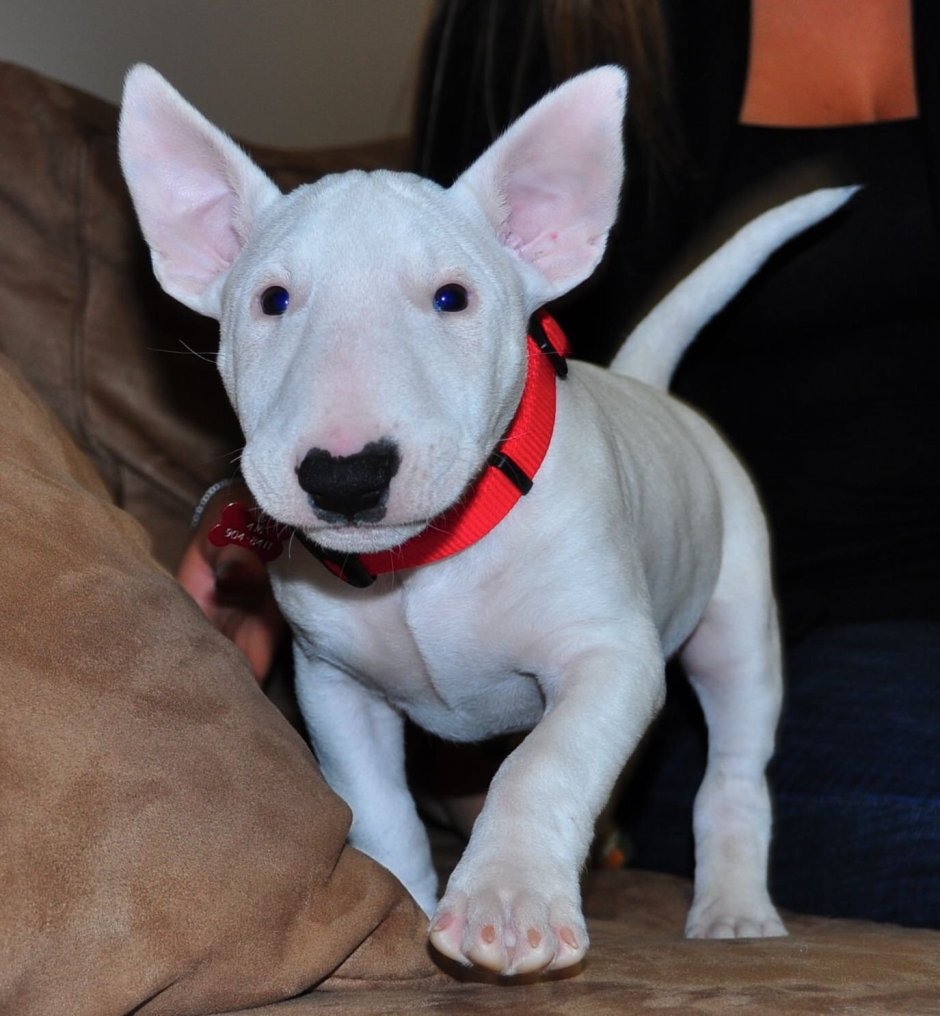 Бультерьер некупированный