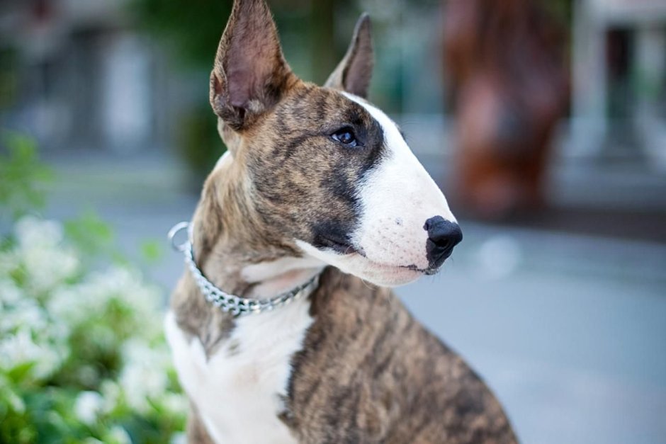 Бультерьер терьер