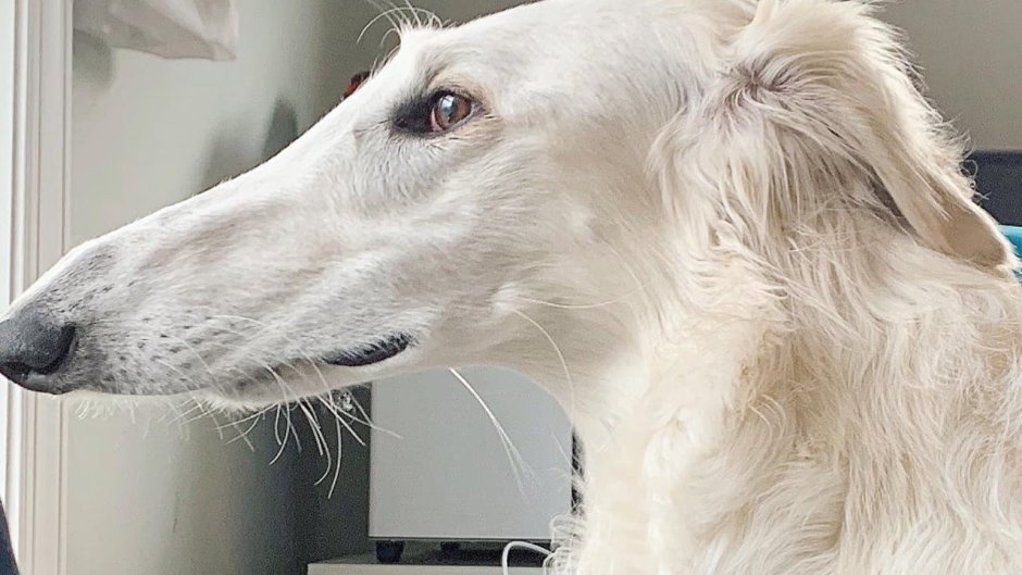 Порода русская псовая борзая