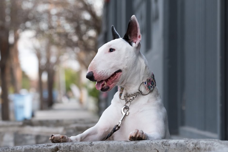 Бультерьер белый