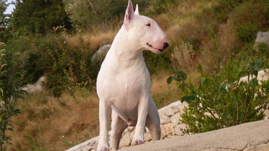 Бультерьер белый