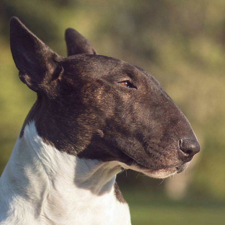 Бультерьер чистокровный