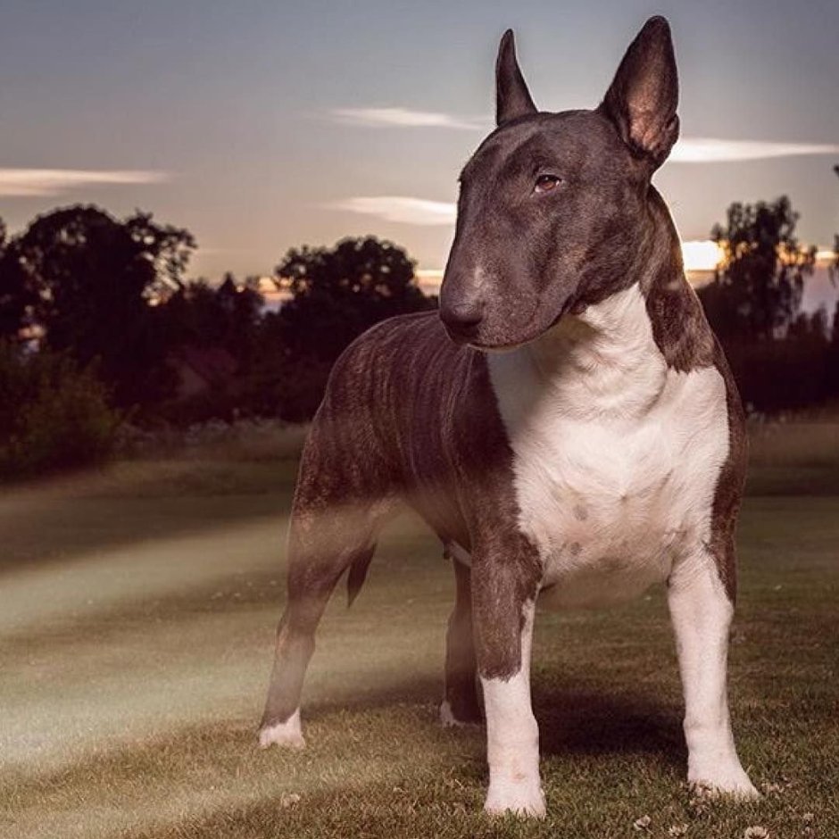 Бультерьер Black Brindle