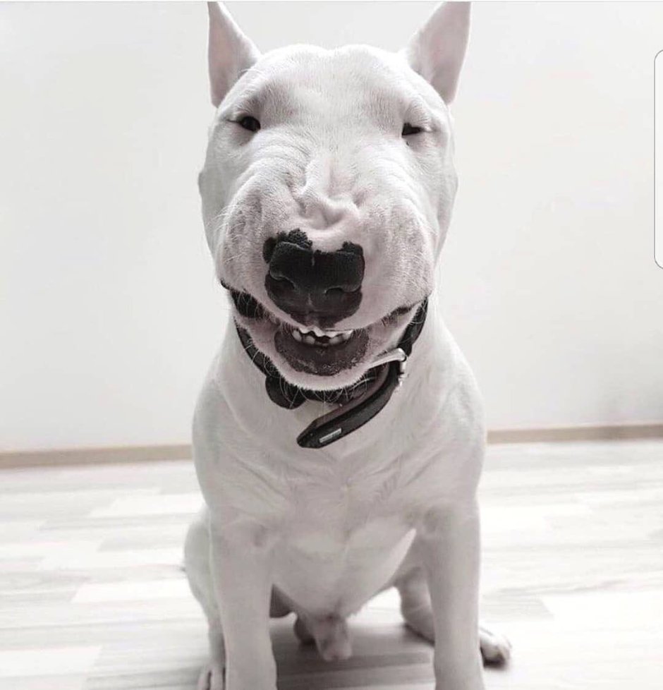 Аргентинский дог злой