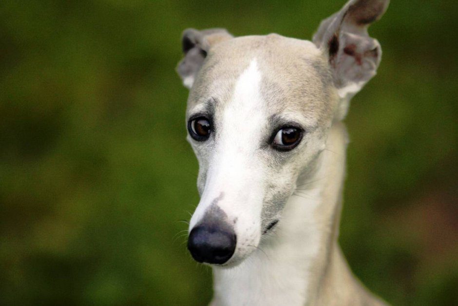 Уиппет порода