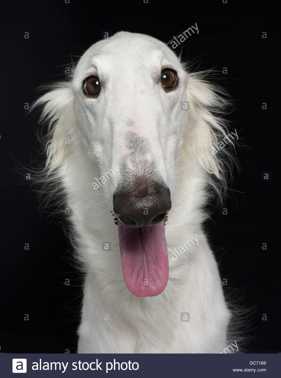 Русская псовая борзая и Уиппет