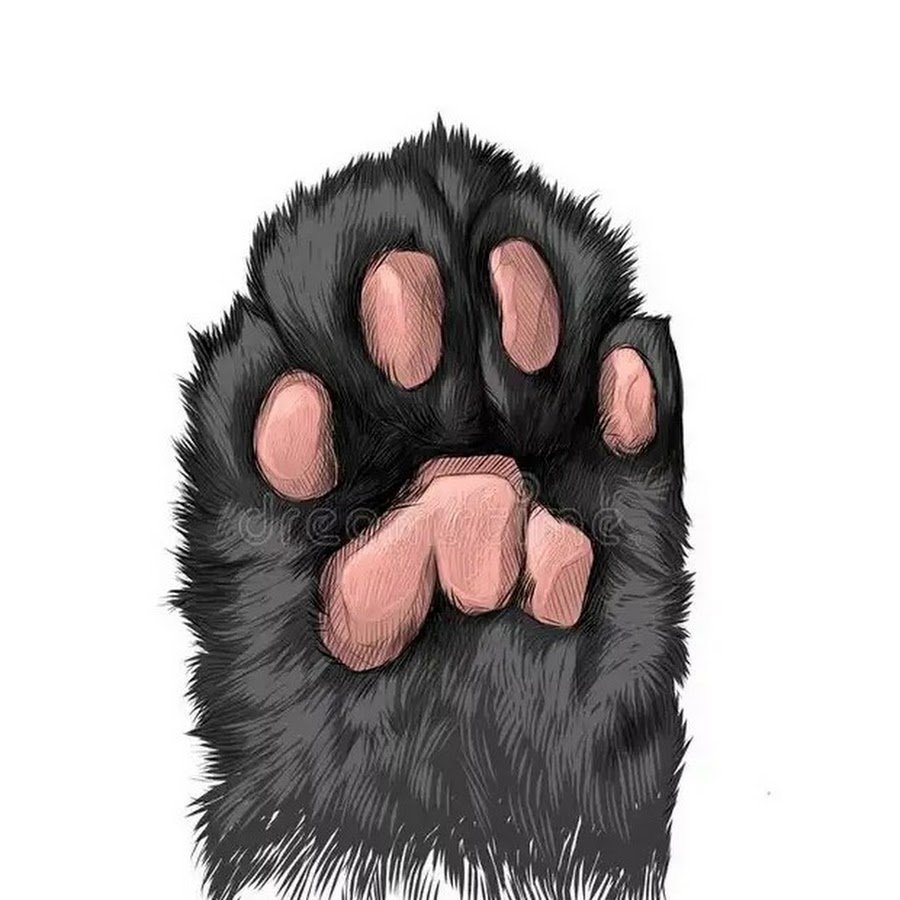 Лапа кота с когтями