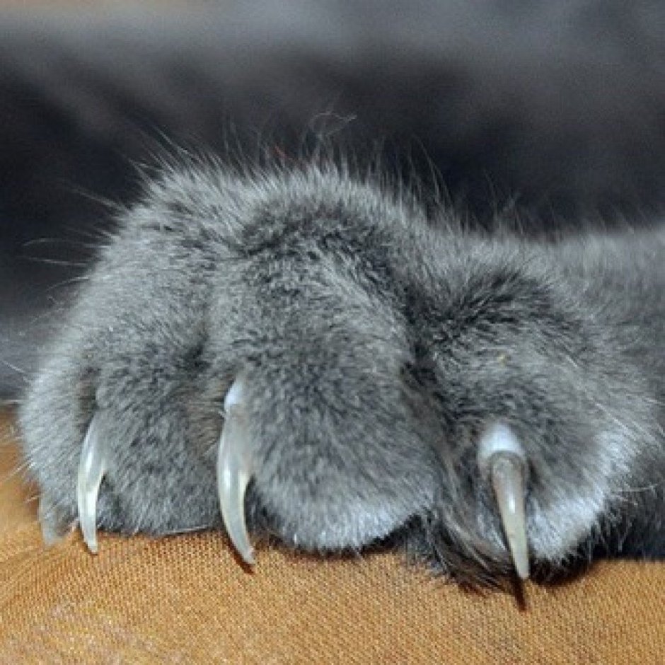Кошачья лапа с когтями