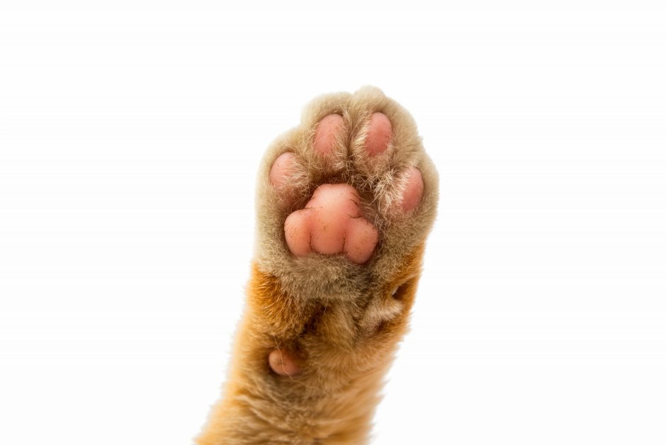 Кошачья лапка мультяшная
