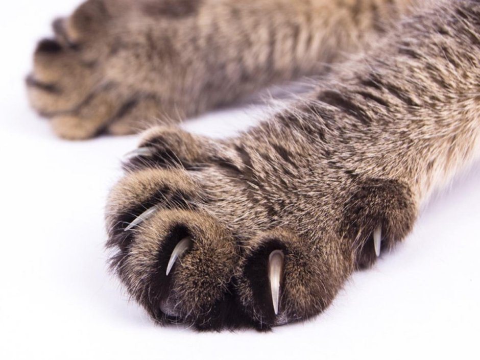 Кошачья лапа с когтями