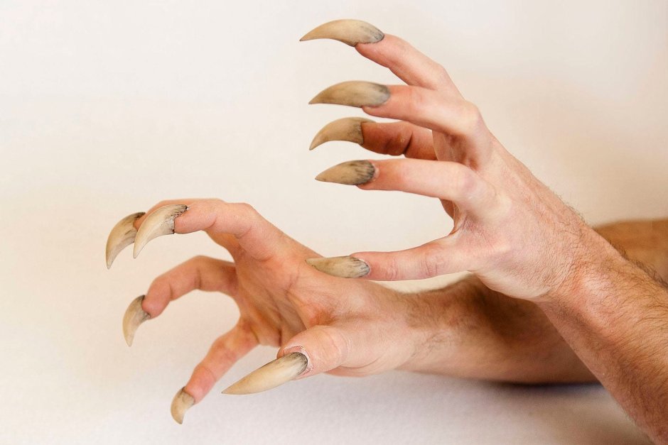 Лапа медведя на прозрачном фоне