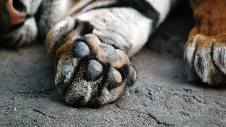 Подушечки на лапах тигра