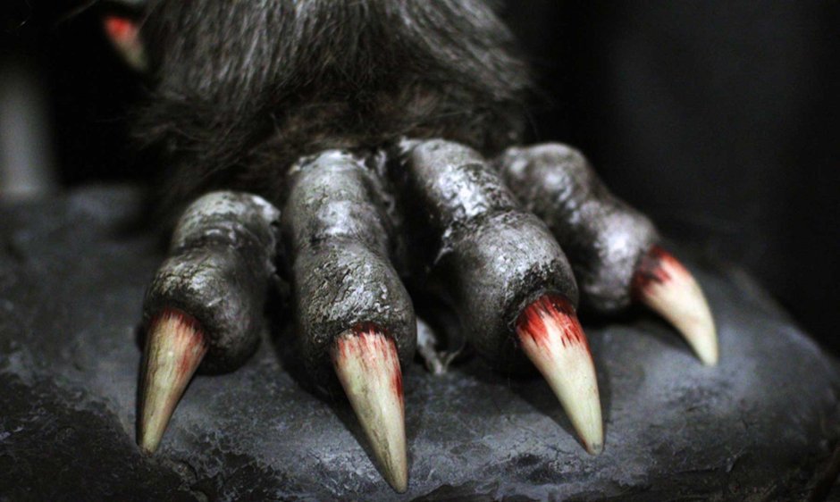 Когти медведя лапа медведя