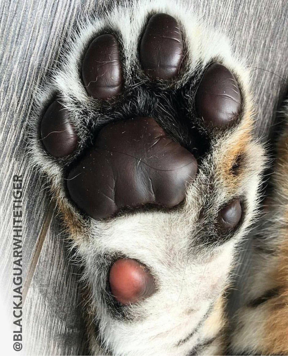 Лапа кошки и тигра