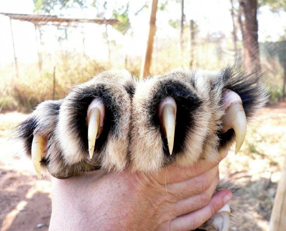 Животное с длинными когтями