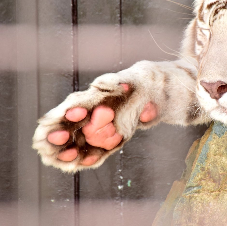 Лапа тигренка