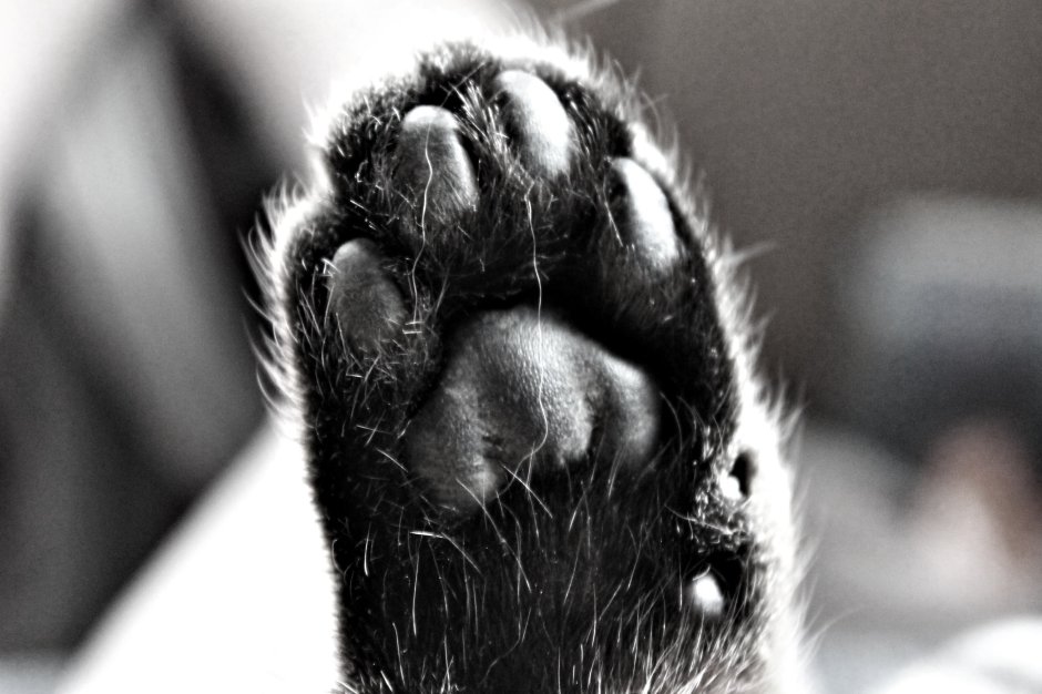 Лапки на руки