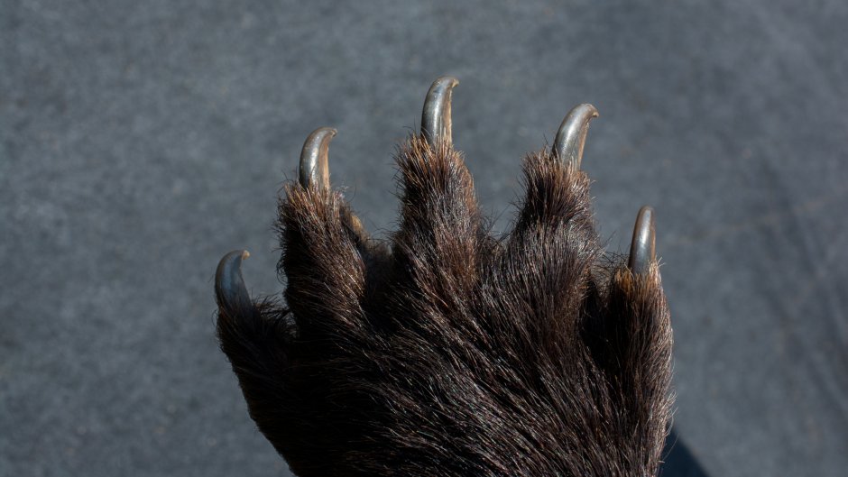 Лапа с когтями вектор