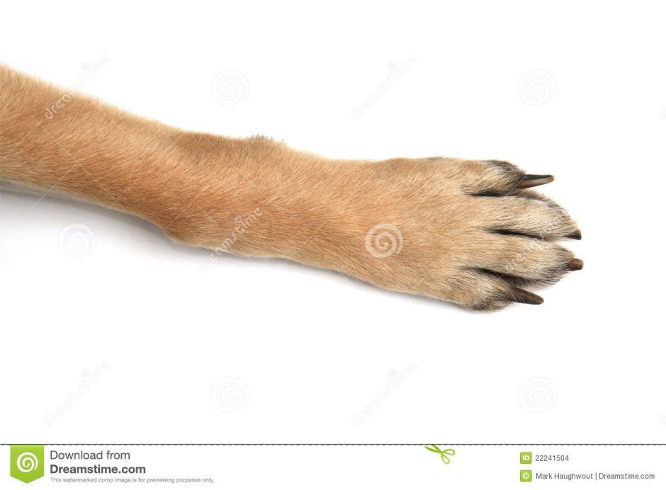 Вытянутая лапа собаки