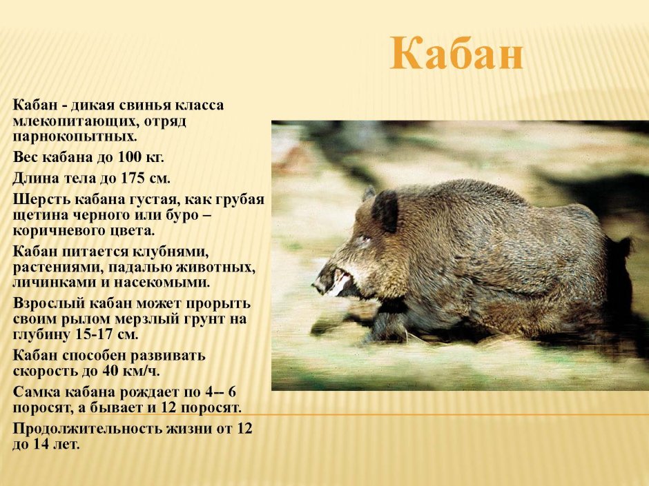 Доклад про кабана